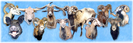 African Capes, Africa, African Animals,North Country Taxidermy,Adirondack deer, elk, black bear, Whiteface Mountain, Upstate New York, New York,Adirondacks, taxidermy, new york, Adirondack Mountains,antlers, taxidermy, taxidermists